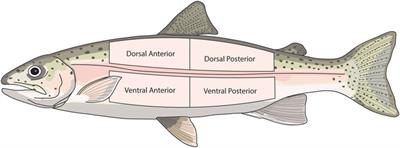 Transport and Barrier Functions in Rainbow Trout Trunk Skin Are Regulated by Environmental Salinity